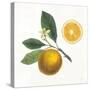 Classic Citrus II-Sue Schlabach-Stretched Canvas