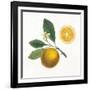 Classic Citrus II-Sue Schlabach-Framed Art Print