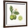 Classic Citrus III-Sue Schlabach-Framed Art Print