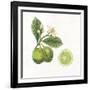 Classic Citrus III-Sue Schlabach-Framed Art Print