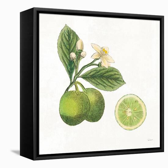 Classic Citrus III-Sue Schlabach-Framed Stretched Canvas