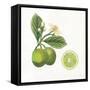 Classic Citrus III-Sue Schlabach-Framed Stretched Canvas