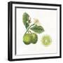 Classic Citrus III-Sue Schlabach-Framed Art Print