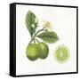 Classic Citrus III-Sue Schlabach-Framed Stretched Canvas