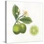 Classic Citrus III-Sue Schlabach-Stretched Canvas