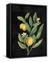 Classic Citrus V Black No Words-Sue Schlabach-Framed Stretched Canvas