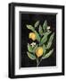 Classic Citrus V Black No Words-Sue Schlabach-Framed Art Print