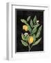 Classic Citrus V Black No Words-Sue Schlabach-Framed Art Print