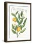 Classic Citrus V v2-Sue Schlabach-Framed Art Print