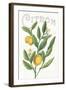 Classic Citrus V v2-Sue Schlabach-Framed Art Print