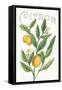 Classic Citrus V v2-Sue Schlabach-Framed Stretched Canvas