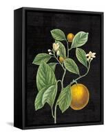 Classic Citrus VI Black No Words-Sue Schlabach-Framed Stretched Canvas
