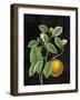 Classic Citrus VI Black No Words-Sue Schlabach-Framed Art Print