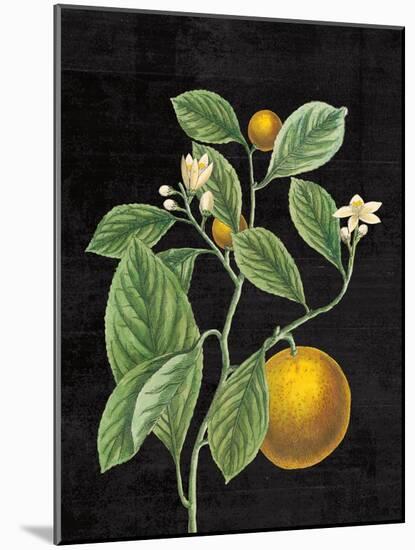 Classic Citrus VI Black No Words-Sue Schlabach-Mounted Art Print