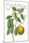 Classic Citrus VI v2-Sue Schlabach-Mounted Art Print