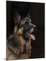 Classic German Shepherd-Jai Johnson-Mounted Premium Giclee Print