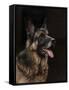 Classic German Shepherd-Jai Johnson-Framed Stretched Canvas