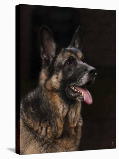 Classic German Shepherd-Jai Johnson-Stretched Canvas