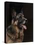 Classic German Shepherd-Jai Johnson-Stretched Canvas