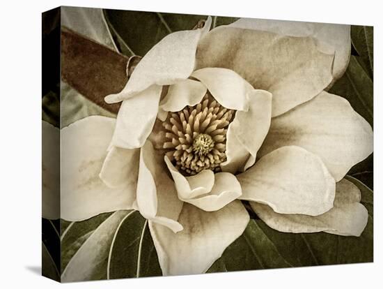 Classic Magnolia I-Rachel Perry-Stretched Canvas