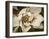 Classic Magnolia I-Rachel Perry-Framed Art Print