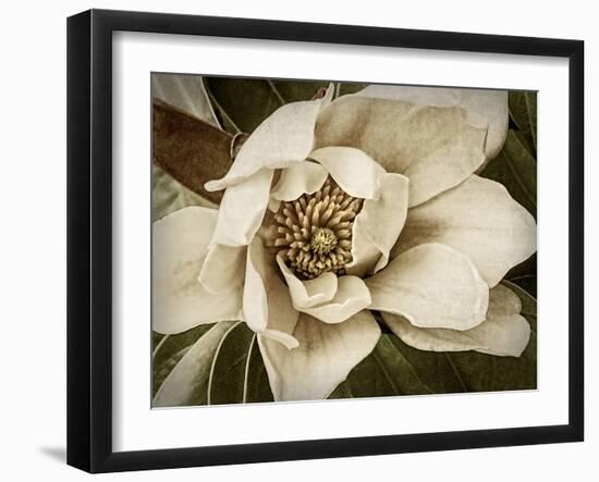 Classic Magnolia I-Rachel Perry-Framed Art Print