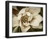 Classic Magnolia I-Rachel Perry-Framed Art Print