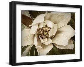 Classic Magnolia I-Rachel Perry-Framed Art Print