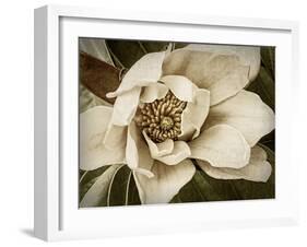 Classic Magnolia I-Rachel Perry-Framed Art Print