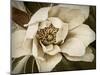 Classic Magnolia I-Rachel Perry-Mounted Art Print