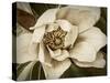 Classic Magnolia I-Rachel Perry-Stretched Canvas