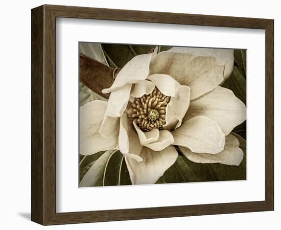 Classic Magnolia I-Rachel Perry-Framed Art Print