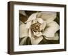 Classic Magnolia I-Rachel Perry-Framed Art Print