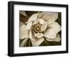 Classic Magnolia I-Rachel Perry-Framed Art Print