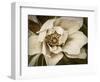 Classic Magnolia I-Rachel Perry-Framed Art Print