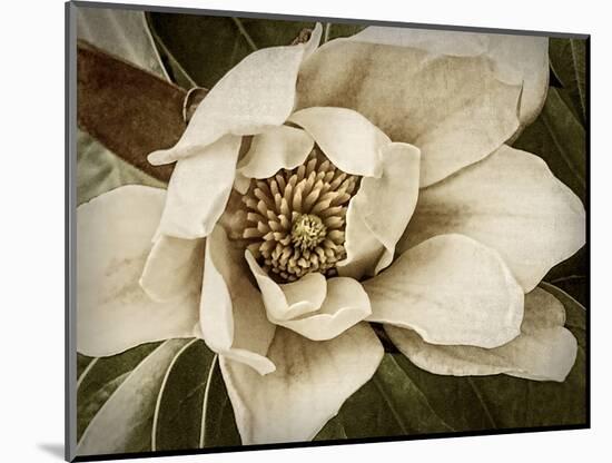 Classic Magnolia I-Rachel Perry-Mounted Art Print