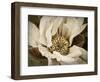 Classic Magnolia II-Rachel Perry-Framed Art Print