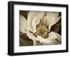 Classic Magnolia II-Rachel Perry-Framed Art Print