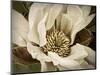 Classic Magnolia II-Rachel Perry-Mounted Art Print