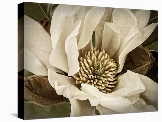 Classic Magnolia II-Rachel Perry-Stretched Canvas