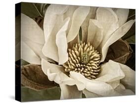 Classic Magnolia II-Rachel Perry-Stretched Canvas