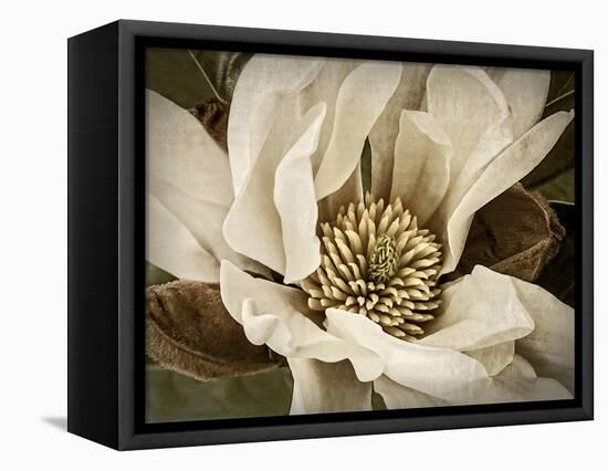 Classic Magnolia II-Rachel Perry-Framed Stretched Canvas