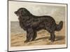 Classic Newfoundland, Mr. S W Wildman's "Leo", Waits on a Sandy Shore-null-Mounted Art Print