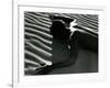 Classic Nude and Dune, 1981-Brett Weston-Framed Photographic Print