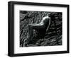 Classic Nude and Lava, Hawaii, c. 1980-Brett Weston-Framed Photographic Print