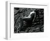 Classic Nude and Lava, Hawaii, c. 1980-Brett Weston-Framed Photographic Print