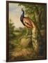 Classic Peacock-null-Framed Art Print