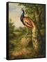 Classic Peacock-null-Framed Stretched Canvas