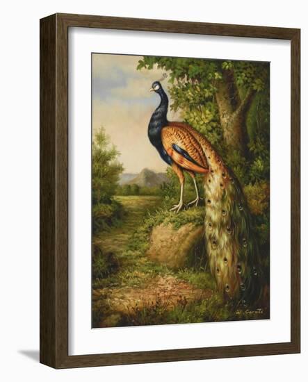 Classic Peacock-null-Framed Art Print