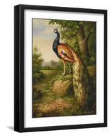 Classic Peacock-null-Framed Art Print